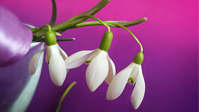 White flowers vase purple background free wallpaper for desktop - medium preview image