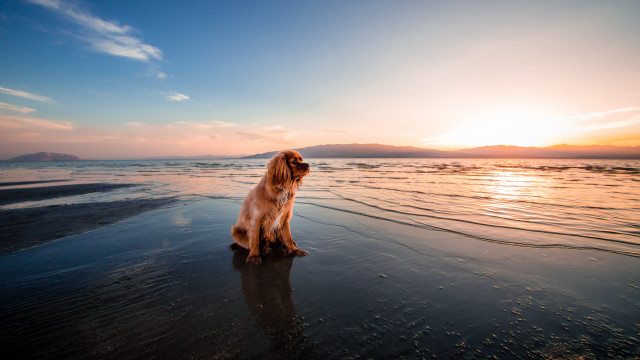 Dog beach sunset reflection elkevogelsang free wallpaper for desktop - medium preview image