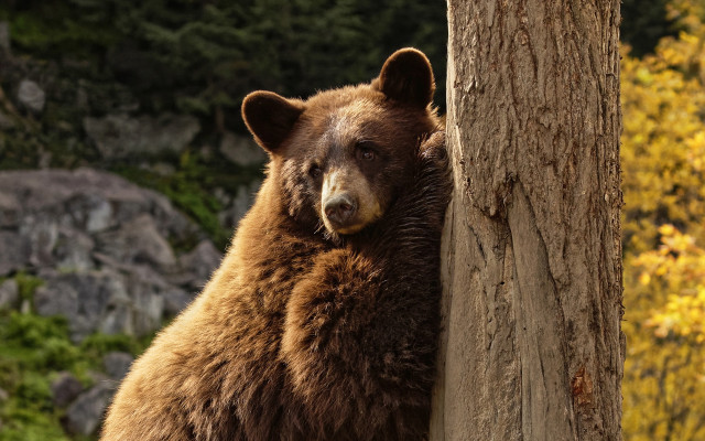 Brown bear forest autumn leaves free wallpaper for desktop - medium preview image