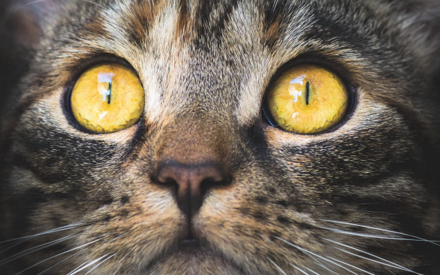 Cat yellow eyes looking camera #2 free wallpaper for desktop - medium preview image