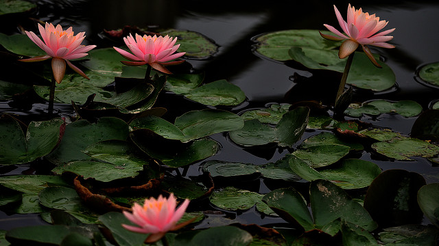 Pink water lilies pond leaves free wallpaper for desktop - medium preview image