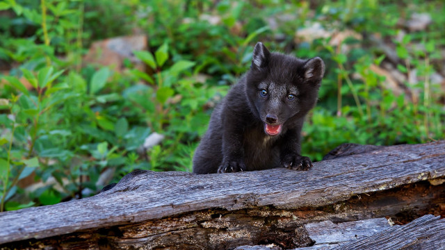 Black bear cub surprised forest free wallpaper for desktop - medium preview image