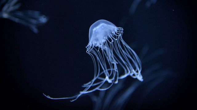 Jellyfish night bioluminescence hologram blue free wallpaper for desktop - medium preview image