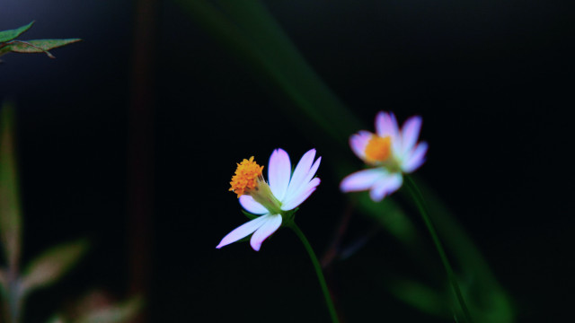 Flowers butterfly lily leaf grass free wallpaper for desktop - medium preview image