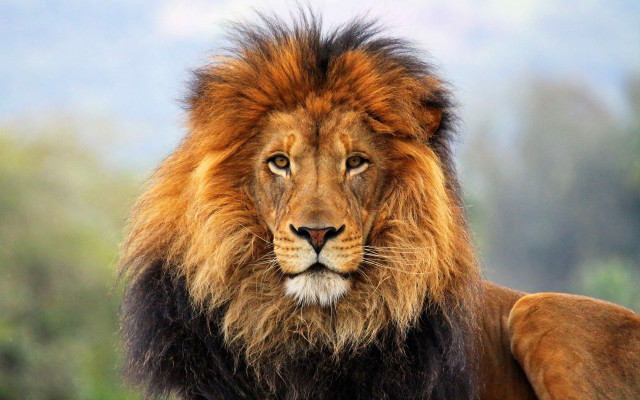 Lion mane black mane wildlife free wallpaper for desktop - medium preview image