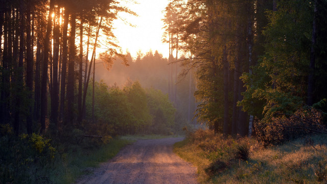 Dirt road forest sunlight nature #2 free wallpaper for desktop - medium preview image