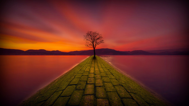 Lone tree brick walkway sunset free wallpaper for desktop - medium preview image