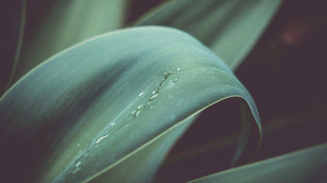 Plant water drops shallow depth free wallpaper for desktop - medium preview image