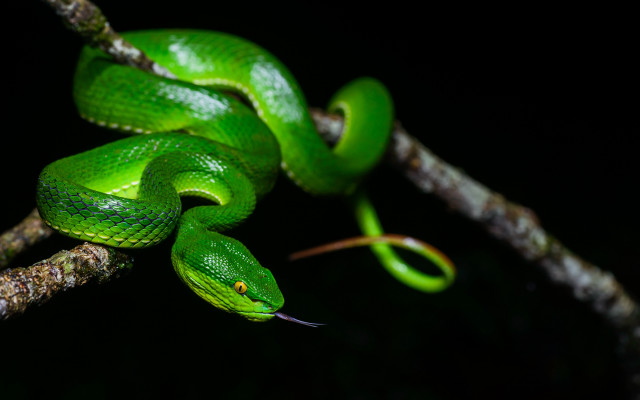 Green snake curling branch dark free wallpaper for desktop - medium preview image