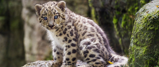 Snow leopard cub woods curious free wallpaper for desktop - medium preview image