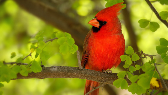 Red bird branch tree leaves free wallpaper for desktop - medium preview image