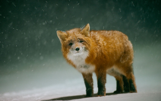 Red fox snow blurry starry free wallpaper for desktop - medium preview image