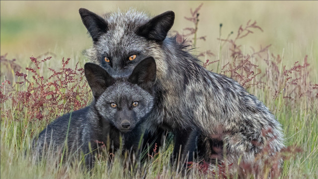 Furry animals grass flowers mountain free wallpaper for desktop - medium preview image