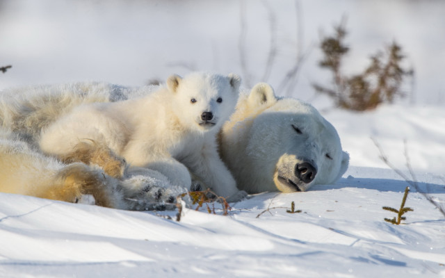 Polar bears snow ecological art #3 free wallpaper for desktop - medium preview image