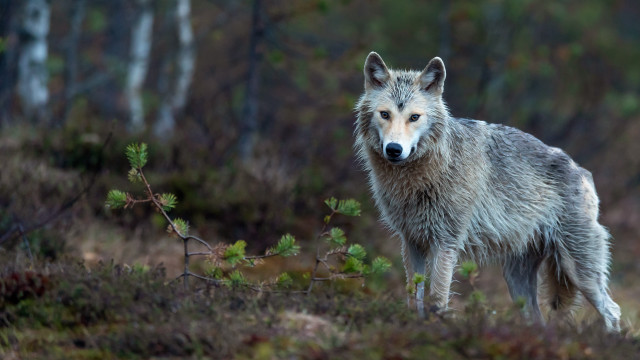 Wolf forest animal focus blurry free wallpaper for desktop - medium preview image