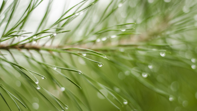 Pine water drops branch nature #2 free wallpaper for desktop - medium preview image