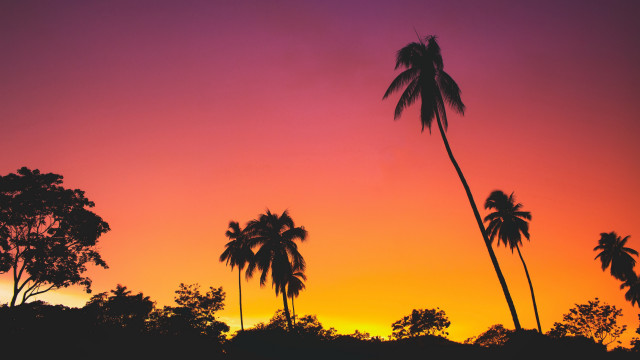 Sunset palmtrees pinksky purpleorange autumn free wallpaper for desktop - medium preview image