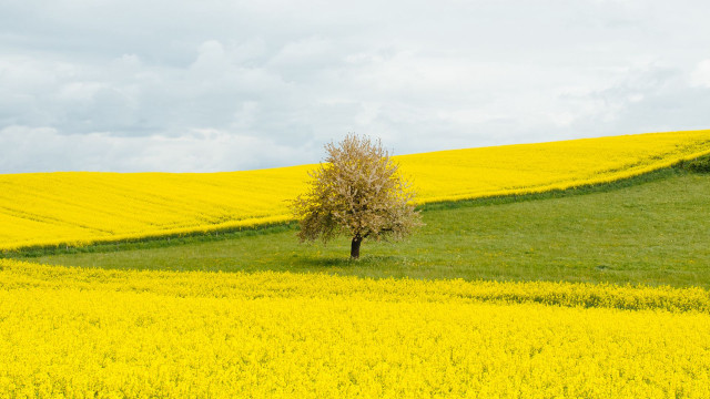 Lone tree flower field cloudy free wallpaper for desktop - medium preview image