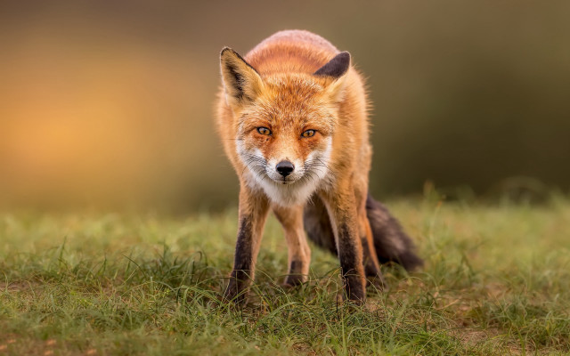 Red fox walking green field free wallpaper for desktop - medium preview image