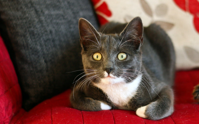 Cat red couch black white free wallpaper for desktop - medium preview image