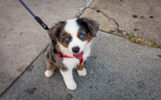 Dog blue eyes sitting sidewalk free wallpaper for desktop - medium preview image