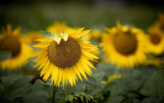 Large sunflower leaves macro shallow free wallpaper for desktop - medium preview image