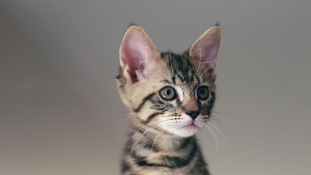Sad kitten looking camera sitting free wallpaper for desktop - medium preview image