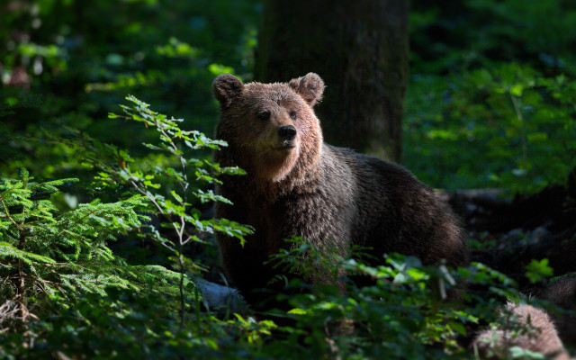 Brown bear woods sad eye free wallpaper for desktop - medium preview image