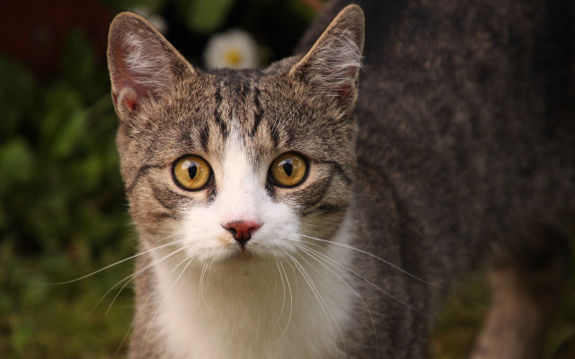 Cat brown eyed white face free wallpaper for desktop - medium preview image