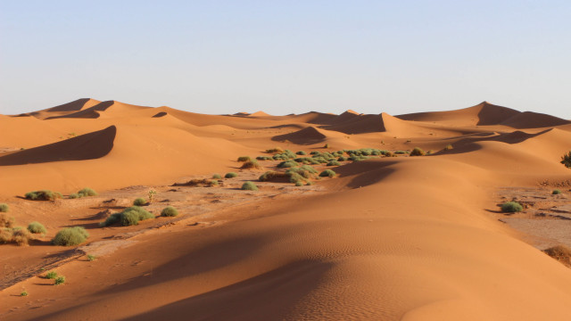 Desert trees bushes matte painting free wallpaper for desktop - medium preview image