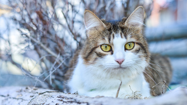 Snowy cat bush branch yellow free wallpaper for desktop - medium preview image