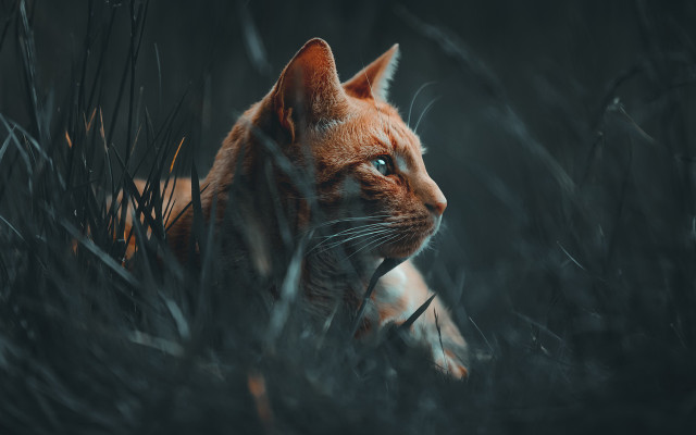 Cat tallgrass blueeyes animalportrait rainy free wallpaper for desktop - medium preview image