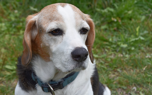 Sad dog collar grass outdoors free wallpaper for desktop - medium preview image