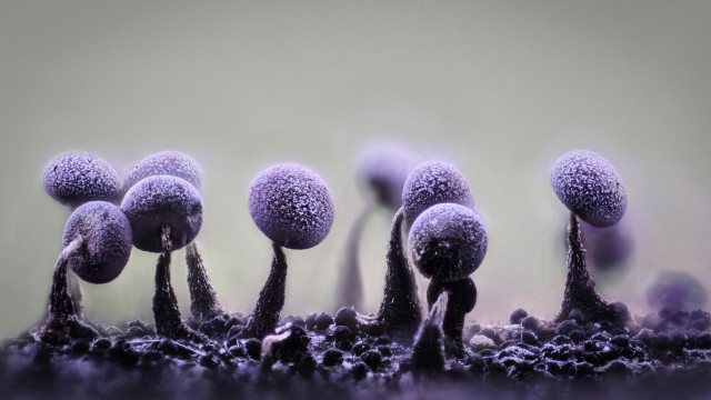 Purple mushrooms field macro funk free wallpaper for desktop - medium preview image