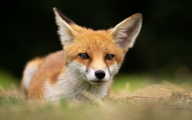 Small fox grass field blurry free wallpaper for desktop - medium preview image