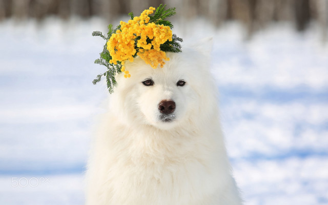 White dog flower crown snow #2 free wallpaper for desktop - medium preview image