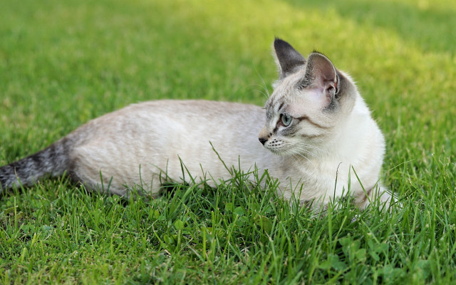 Cat laying in grass blurry free wallpaper for desktop - medium preview image