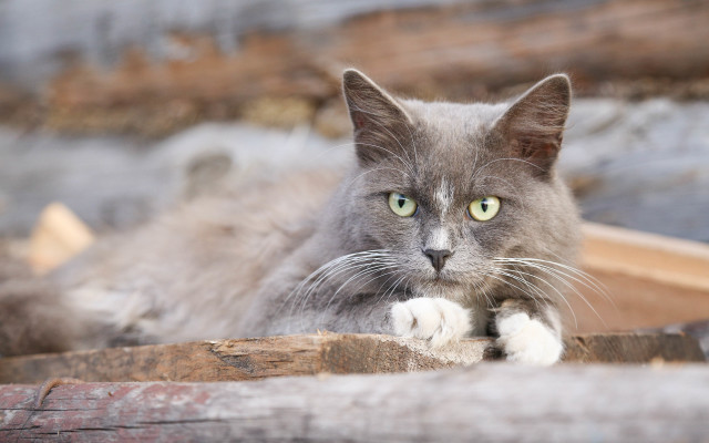 Cat green eyes wooden bench #2 free wallpaper for desktop - medium preview image