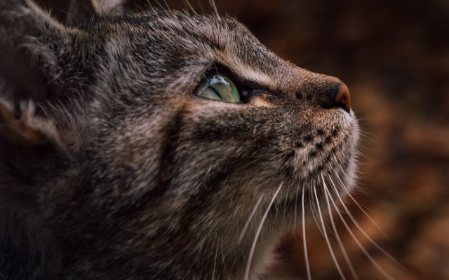 Cat closeup blurry background macro free wallpaper for desktop - medium preview image