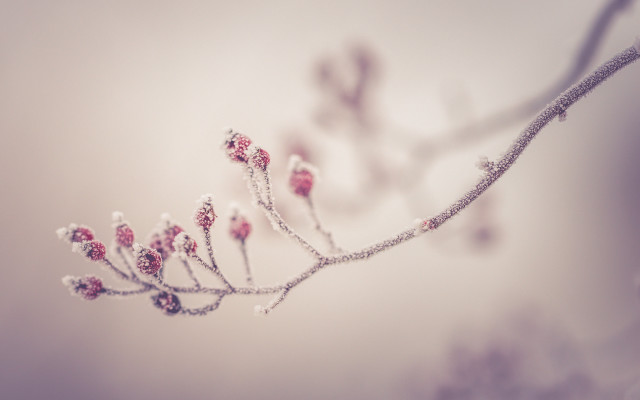 Branch tiny red flowers blurry free wallpaper for desktop - medium preview image
