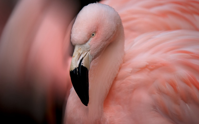 Pink flamingo macro black beak free wallpaper for desktop - medium preview image