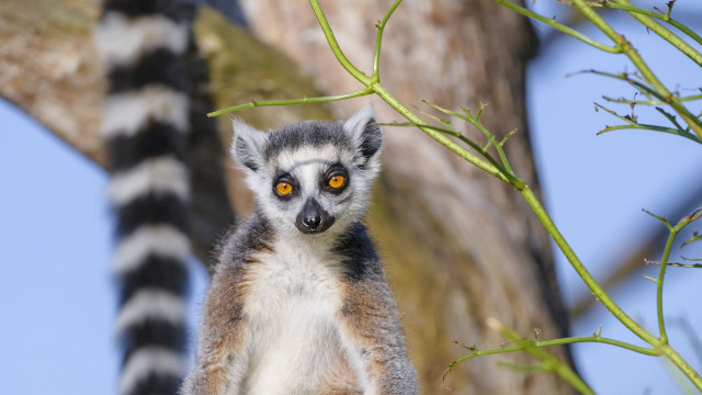 Lemur blue sky tree focus free wallpaper for desktop - medium preview image