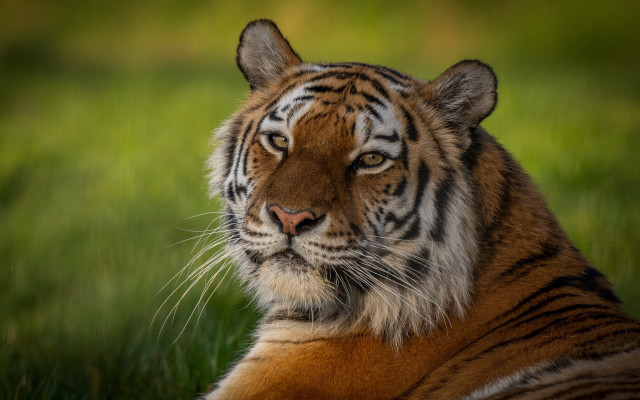 Tiger laying in grass outdoor free wallpaper for desktop - medium preview image