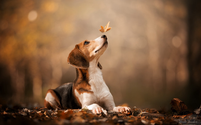Dog butterfly woods autumn blurry free wallpaper for desktop - medium preview image