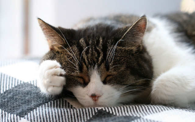 Cat sleeping pillow blurry depth free wallpaper for desktop - medium preview image