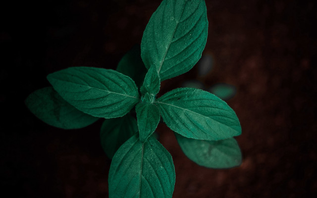 Green plant leaves water drop free wallpaper for desktop - medium preview image