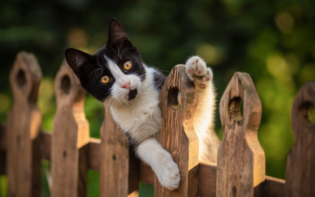 Black white cat climbing fence free wallpaper for desktop - medium preview image