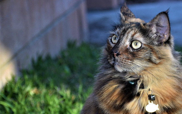 Cat collar tag looking up free wallpaper for desktop - medium preview image