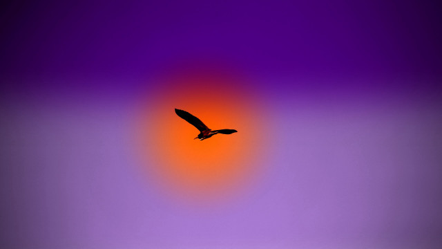 Bird flying sky purple orange free wallpaper for desktop - medium preview image