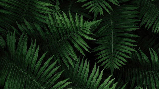 Green leaf bamboo forest minimalist free wallpaper for desktop - medium preview image